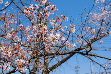 桜の花と青空
