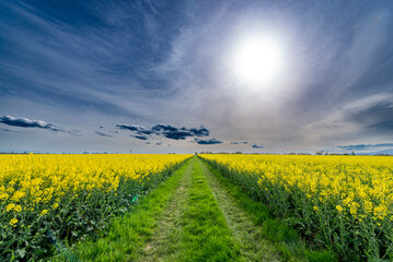 Gelb blühendes Rapsfeld mit Feldweg mit durch Saharastaub scheinende Sonne am leicht bewölkten Himmel
