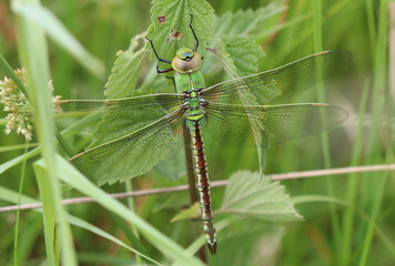 Große Königslibelle - Blue Emperor
