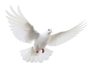 Fototapeta premium PNG Animal pigeon bird wildlife
