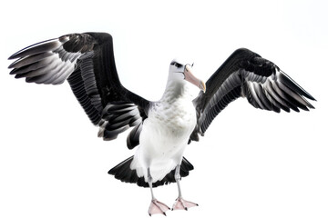 Obraz premium Dynamic Albatross Spread Wings in Full Span Isolated on White Background