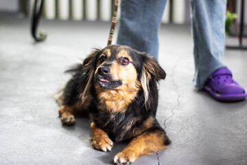 A brown and black canine on a leash, staring at the camera