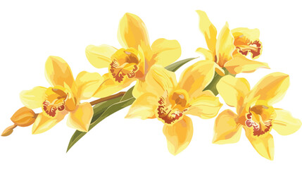 Obraz na płótnie Canvas Close-up of yellow Cymbidium hybrid Orchid flowers 
