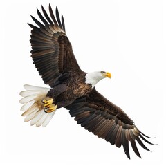 A powerful bald eagle in flight, wings fully spread against a white background, showcasing its impressive wingspan and fierce gaze.