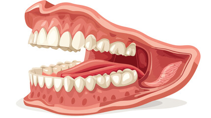 Structure of oral cavity. Human mouth anatomy model wi - obrazy, fototapety, plakaty