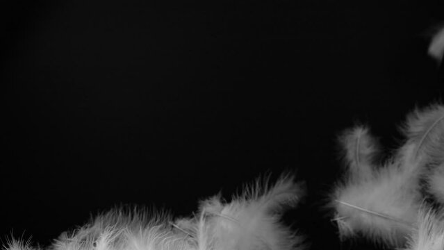 Slow motion closeup of flying white fluffy feathers isolated on black background