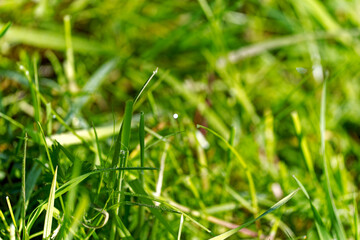 Close-up of green leaves of grass with water drops on meadow in bright sunlight on a sunny spring morning at Swiss City of Zürich. Photo taken April 14th, 2024, Zurich, Switzerland.