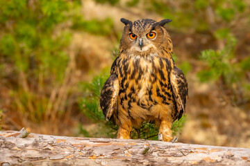 The great eagle owl (Bubo bubo) is a large species of owl in the Strigidae family. It is the largest European owl.