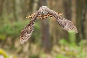 The hawk (Accipiter gentilis) is a medium-sized predator species in the family Accipitridae.