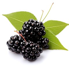 Elderberry with leaf on white background, Fresh Elderberry