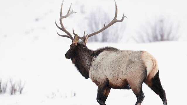 Bull elk in the Winter in Montana