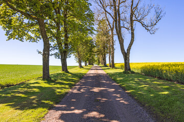 Tree Lined gravel road with lush green trees a sunny summer day