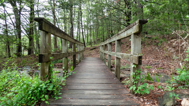 A footbridge through the forest