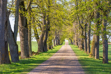 Dirt road lined with lush green trees in the countryside