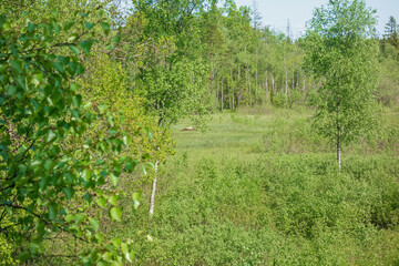 Bog with lush green birch trees in the summer