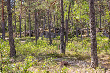 Pine woodland with rocks a sunny summer day