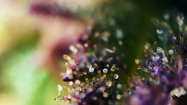 milky amber colored heads Cannabis Marijuana Trichomes, Smooth close up macro zoom microscope Harvest naturally Drug Dope