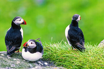 Resting Atlantic puffins on a cliff at the coast