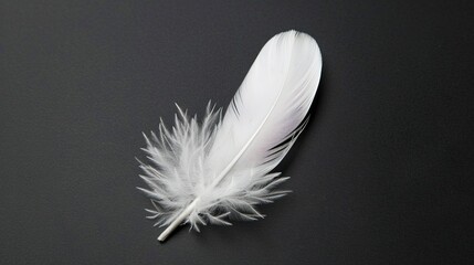 Obraz premium White Feather
