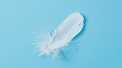 Fototapeta premium White Feather