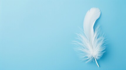 Obraz premium White Feather