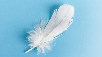 Obraz premium White Feather
