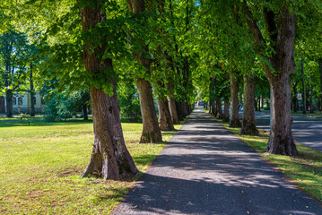 walking path in a city park with old green trees in summer sunny day