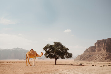 alone camel in the desert, camel in the desert in front of a ghaf tree in Ajman
