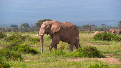 Naklejka na ściany i meble Elephant herd walks through the savanna of Amboseli National Park in Kenya, Apr 2024