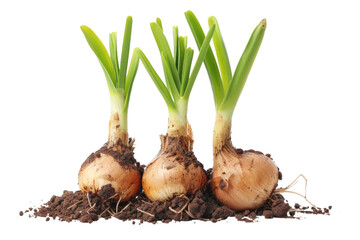 Three Bulbs of Onion Growing in the Dirt