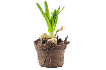 Small Potted Plant With Green Leaves