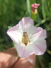 bee on a flower