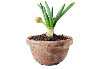 Small Potted Plant With a Single Flower
