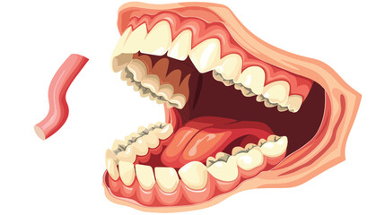 Oral cavity. Human open mouth anatomy model. Infograph