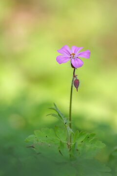 Stinkender Storchschnabel