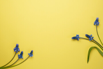 Spring flowery minimal flat lay from Muscari flowers. Blue blooming florets on yellow background,...