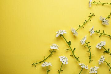 Tender photo with Iberis a white flowers and green leaves on yellow background. Place for text or...
