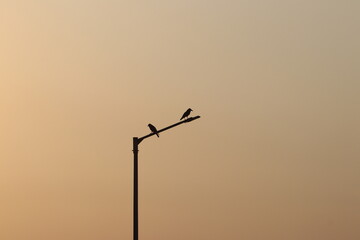 Crows sitting on a street lamp during sunset