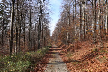 Blick auf die Herbstlichen Wälder bei Schmallenberg im Sauerland