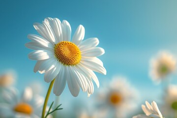 Daisys flower