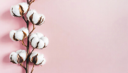 Photo of cotton branch on isolated pastel pink background with copy space
