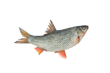 common roach isolated on white background