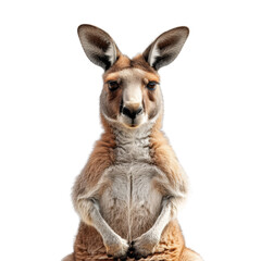  Kangaroo isolated on transparent background