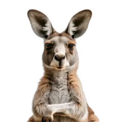 Fotobehang kangaroo isolated on white background © shamim