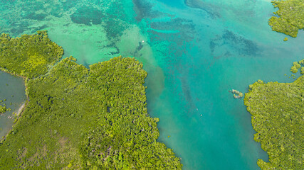 Aerial view of mangroves in the turquoise water of a tropical sea. Negros, Philippines.