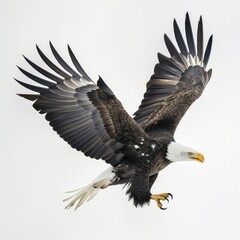 A powerful bald eagle soars with wings fully spread against a clear background.