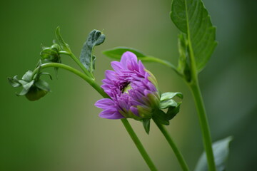 Erwachen einer Blüte-Violette Blüte im Aufblühen