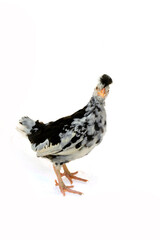 Chicken, chicken wing on a white background