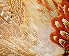 Texture pheasant feather