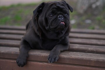 Obraz premium bulldog puppy sitting